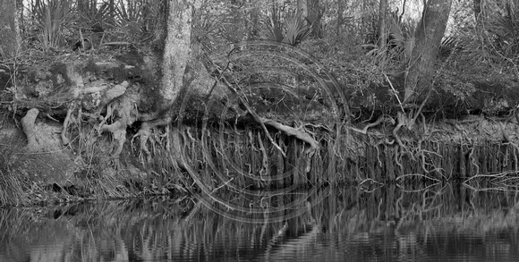 Roots BW